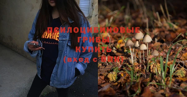 прущие грибы Коряжма
